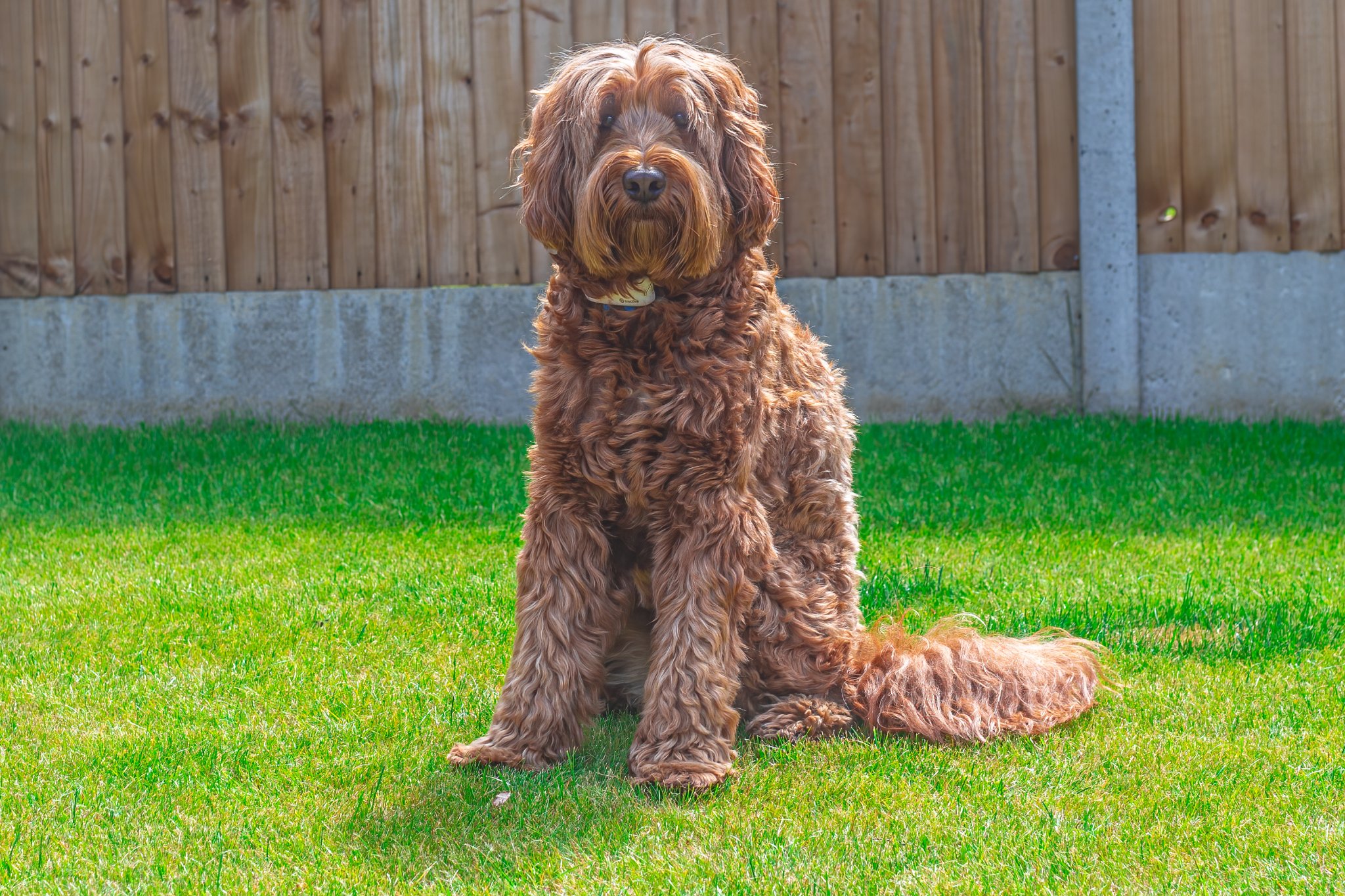 Cockapoo sitting in a sunny garden with bright green grass