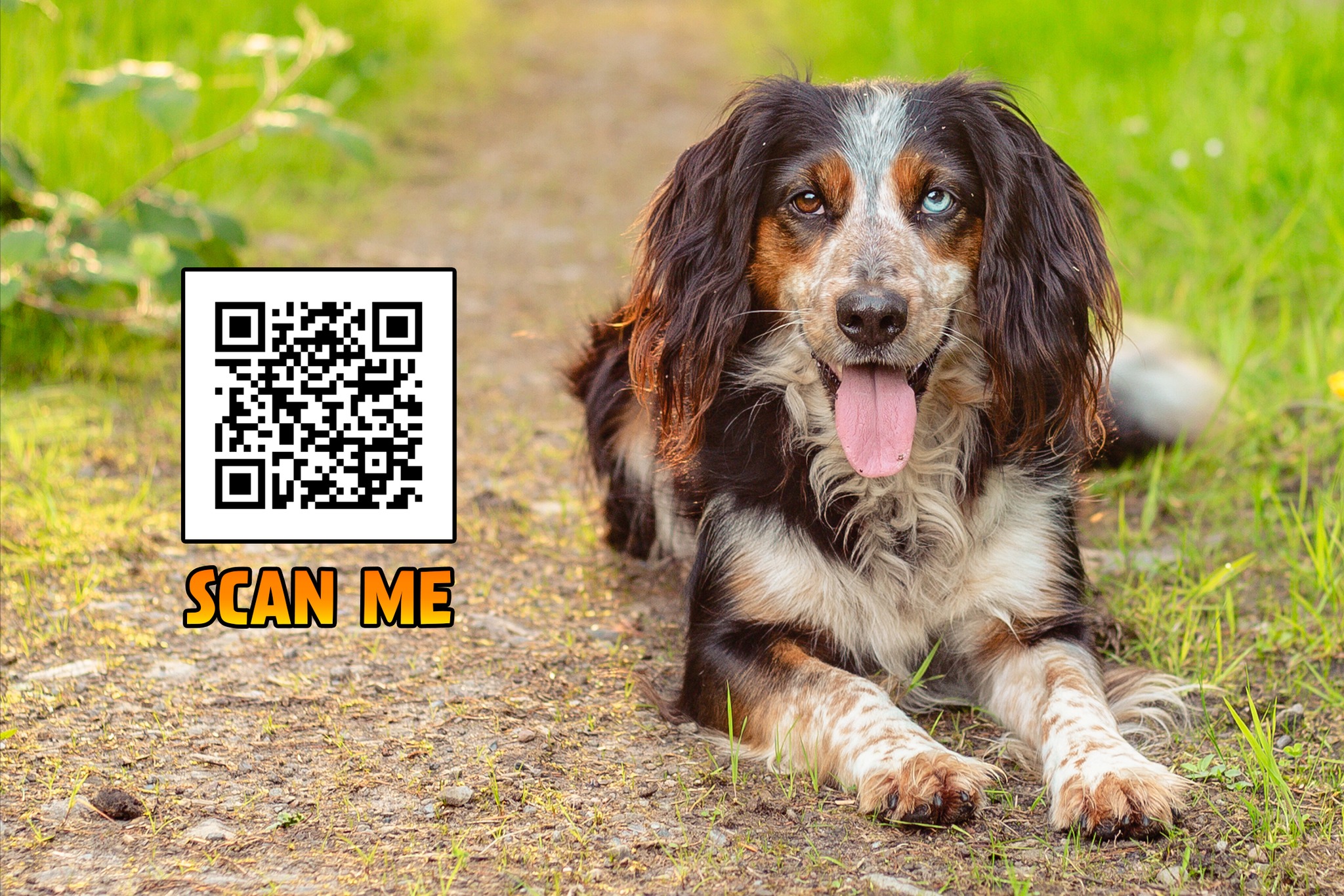 Happy spaniel lying on a path with promotional QR code overlay