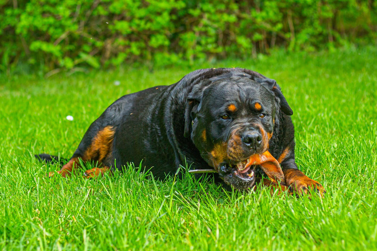 Rottweiler lying in lush green grass chewing a treat