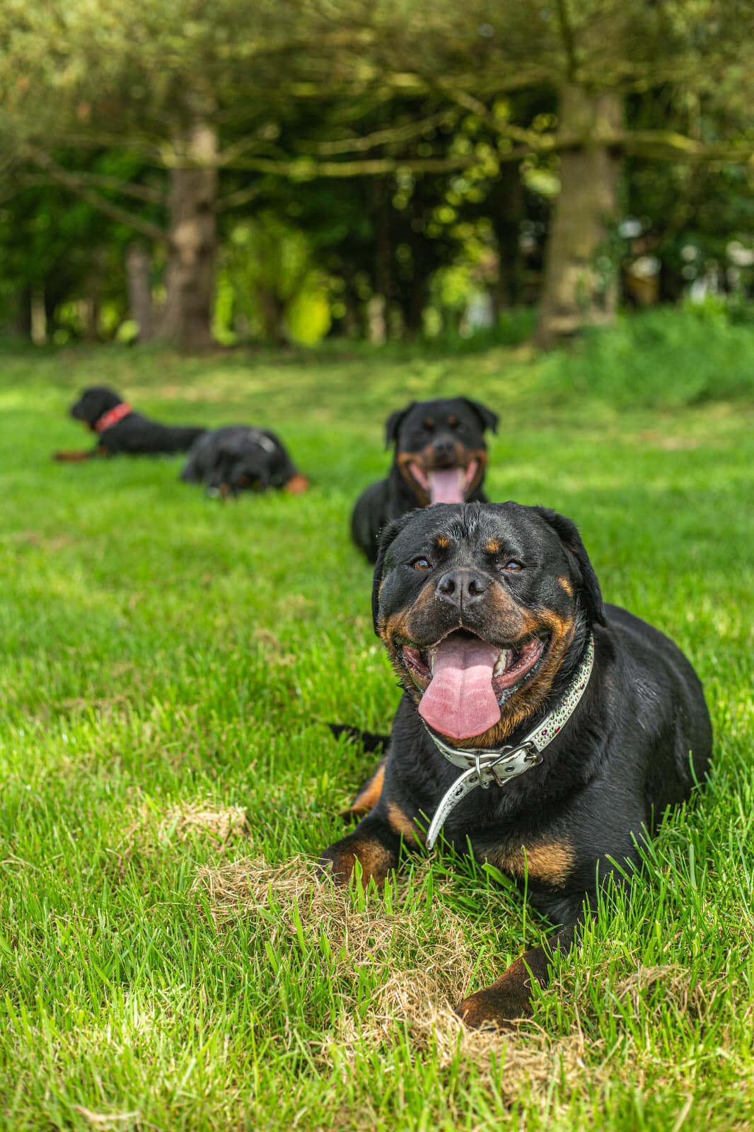 Smiling rottweiler in foreground with two more resting in tree-lined park